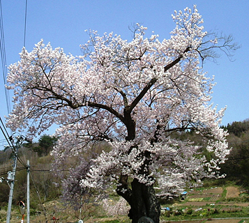 【市指定】茶屋の桜の写真