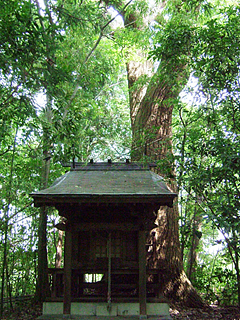 【市指定】上野寺の大ハリギリの写真