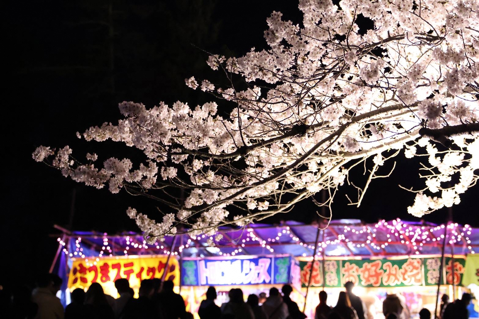 緑の葉がなく満開の桜の枝と奥に屋台が並んでいる公園内の写真