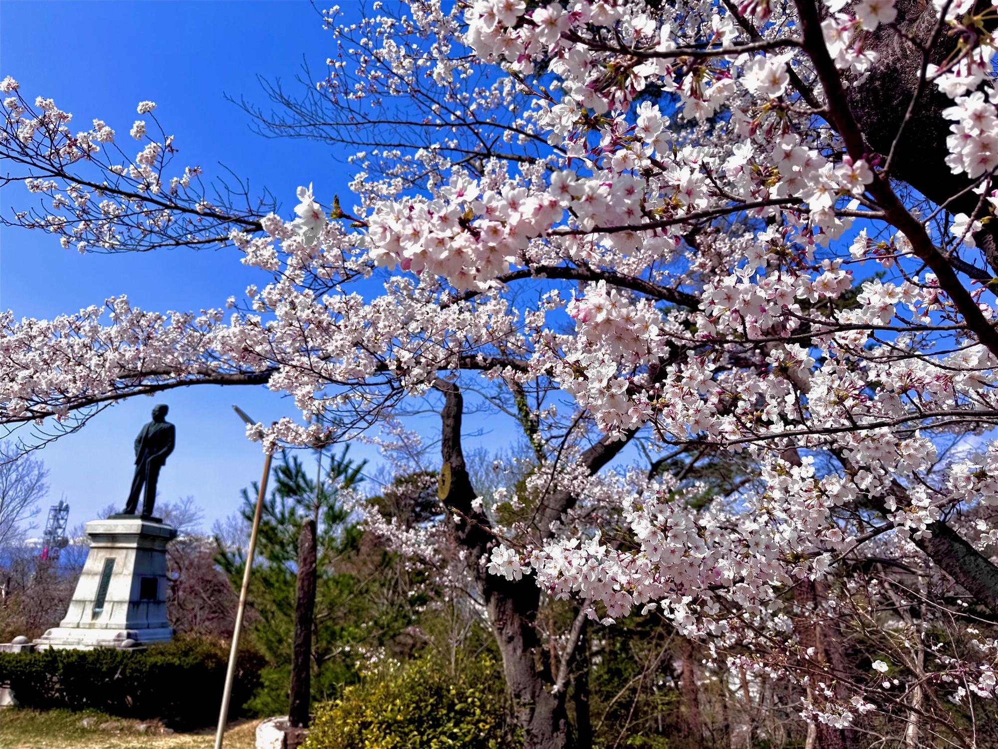 ピンク色のソメイヨシノの桜の花びらをアップで写した写真