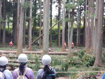 林の中で大きな木を切り倒して伐倒作業をしている林業事業者とその様子を見学している子供たちの写真