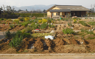 薄い黄色の外壁の建物の前の畑に沢山の野菜が育てられているわいわい市民農園内の写真