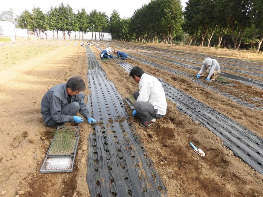 地面に黒のビニールが敷かれた広い畑に、作業者が野菜の苗を植えている様子の写真