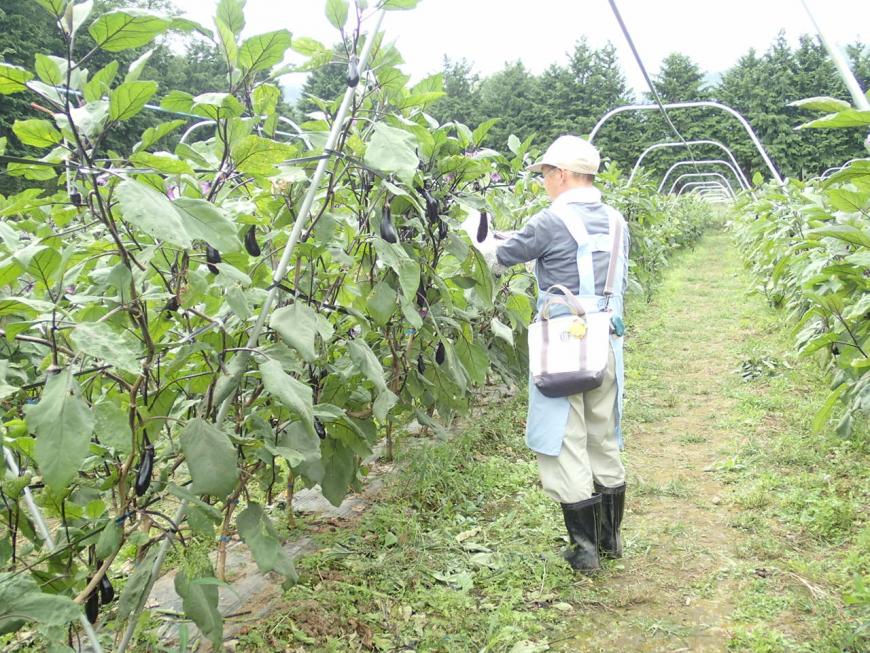 背丈くらいに伸びた枝先に生えたナスを作業者が手入れをしている写真