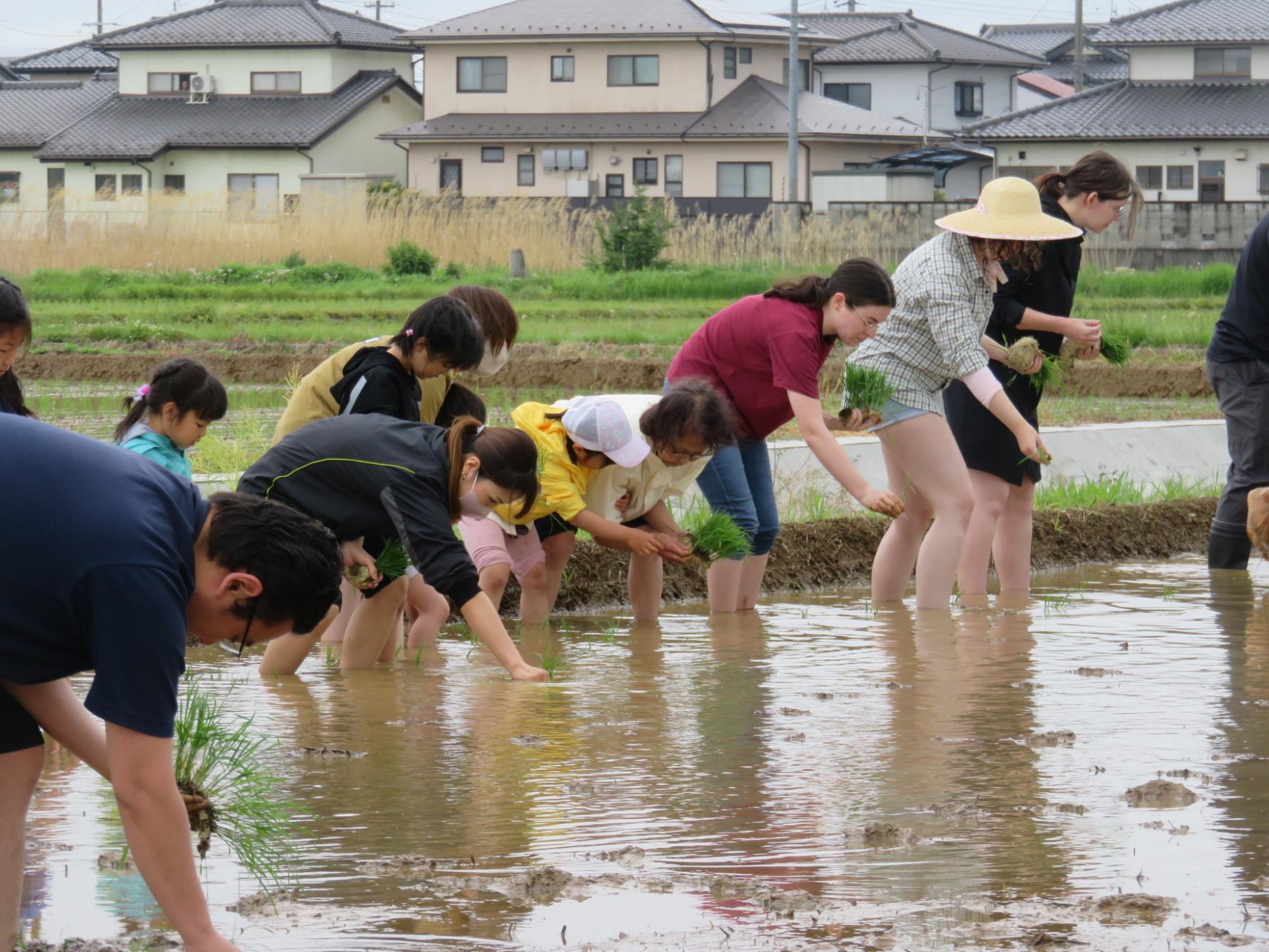 水が張られてた田んぼに入り、田植えをしている参加者の男女と子どもたちの写真