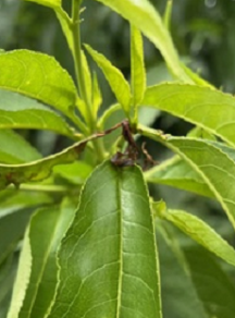 緑の葉の付け根が枯れて茶色く変色している写真