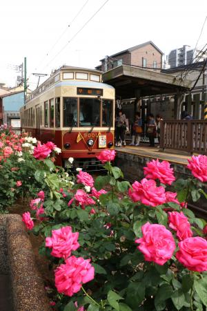 ホームに停車した荒川区都電と沿線上に咲く濃いピンク色のバラの花の写真