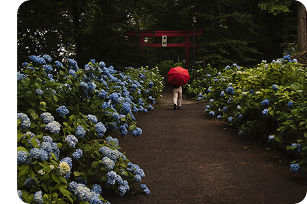 青や白の紫陽花の花に囲まれた真ん中の道を赤い傘を差した女性が散歩する様子の写真