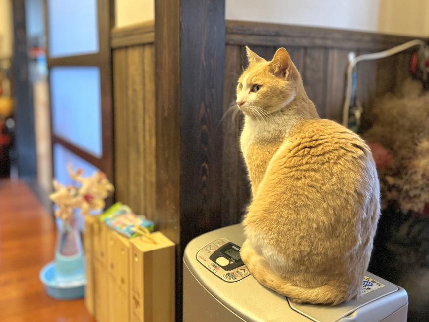 ヒーターの上に座っている猫の写真
