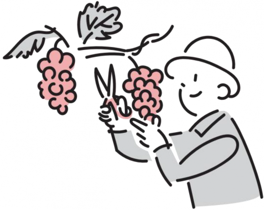 男性がぶどうの枝をハサミで切る様子のイラスト