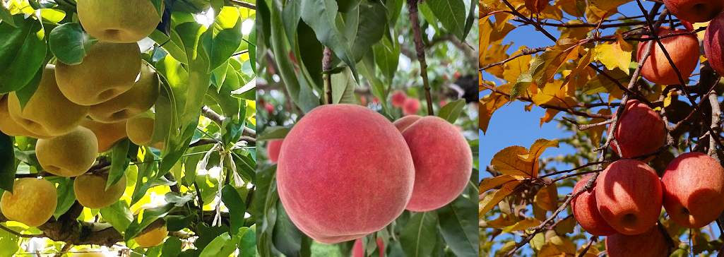 農業ページ画像