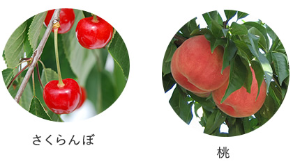 左:赤く実ったさくらんぼの写真右:ピンク色の桃が2個実っている写真