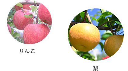 左:赤く大きなりんごが木になっている写真右:黄金色の梨の写真