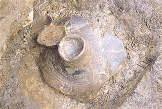 地面から土器の一部が出てきている土器捨て場で見つかった土器の写真