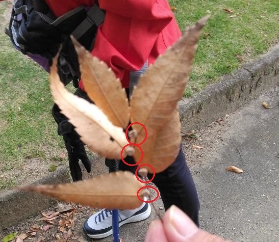 葉に付いた欅の種に赤い丸を付けて分かりやすくした写真