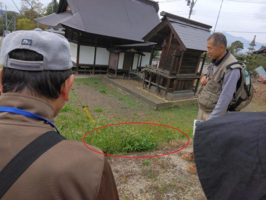 建物を取り壊した場所から生えてきた草を赤い枠で囲んで分かりやすくした写真