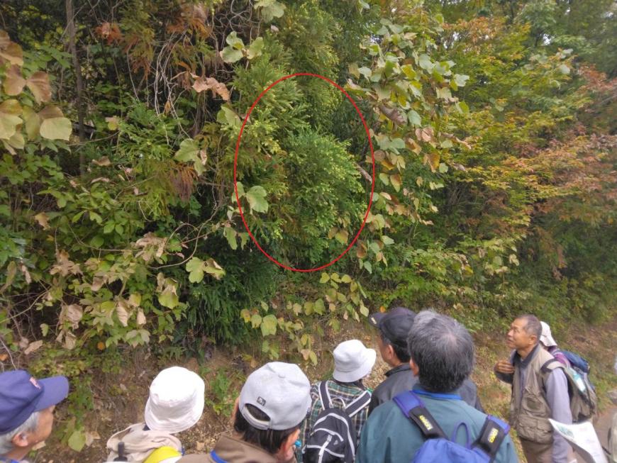 うっそうと生えた草の中にあるスギの葉を赤い枠で囲み分かりやすくした写真