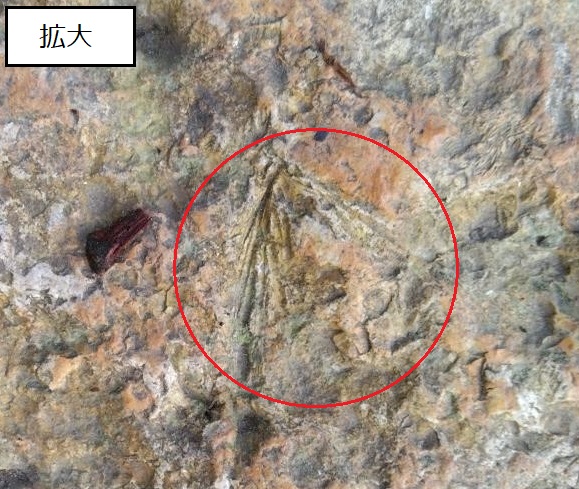 岩の真ん中にある化石を拡大して赤い丸で囲った写真