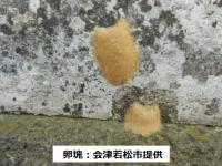 セメントのような場所に付着しているマイマイガの卵の写真