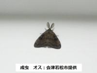 黒い羽の成虫 マイマイガのオスの写真