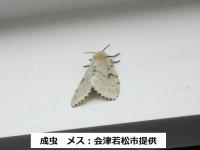 白い羽の成虫 マイマイガのメスの写真