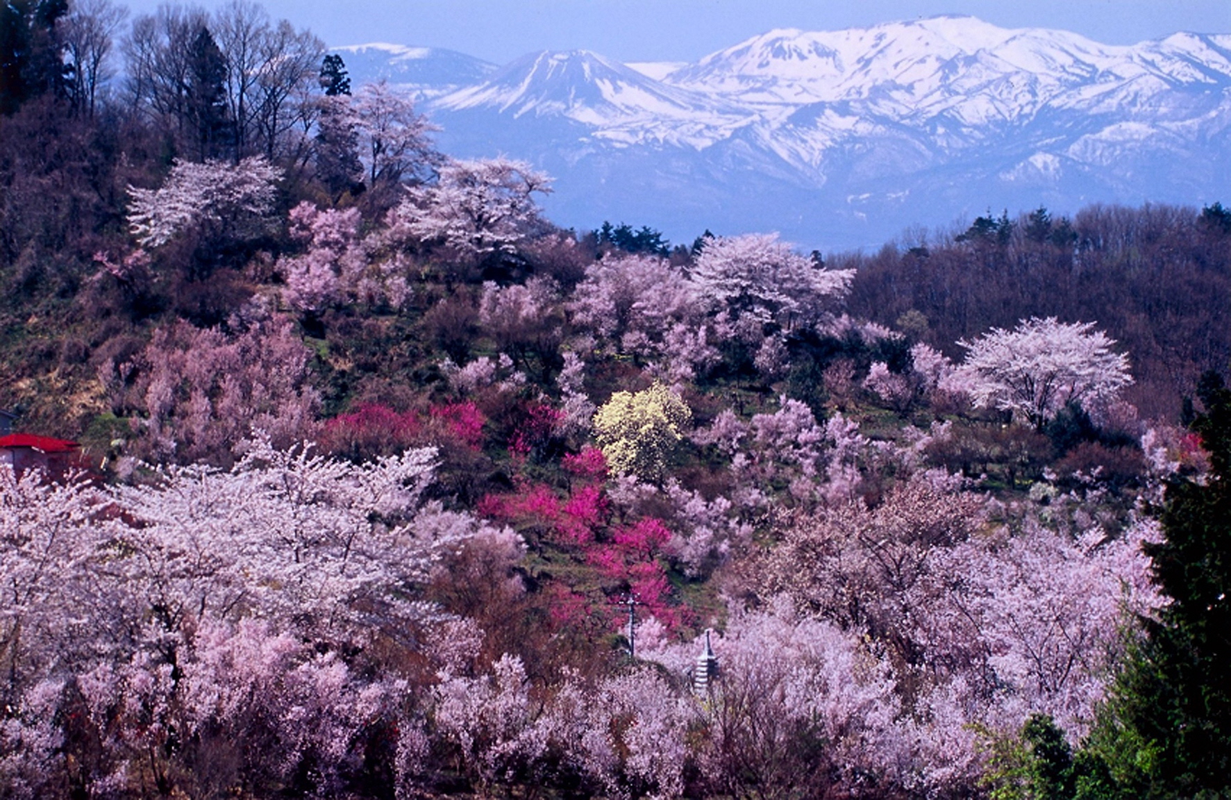 薄いピンクや濃いピンクの花が咲き誇っている花見山と、奥に雪をかぶった吾妻連峰が見えている写真