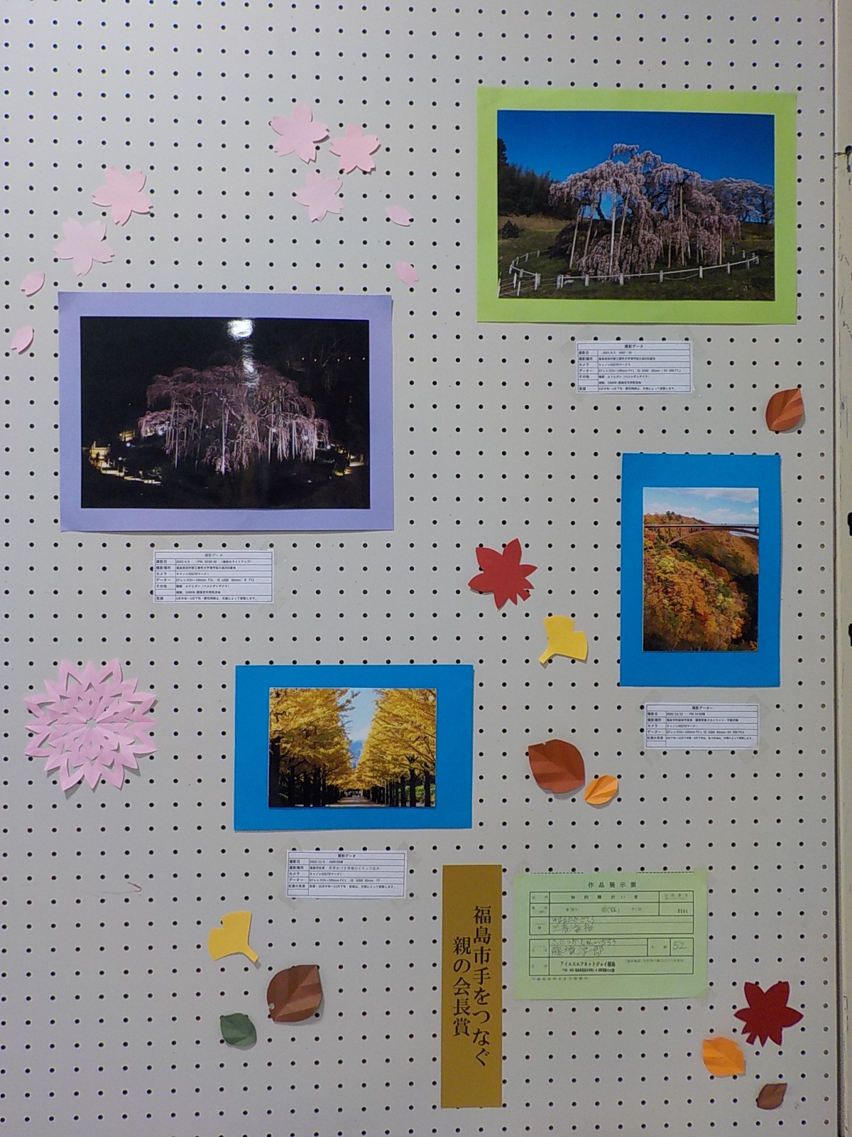 掲示ボードに春の大きな桜の木や、紅葉の写真が2枚ずつ展示された福島市手をつなぐ親の会長賞受賞作品の写真