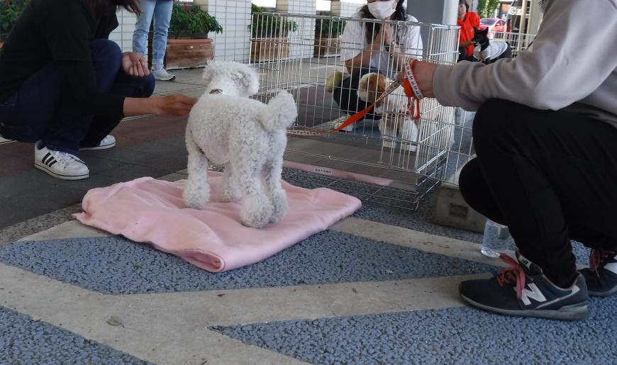 犬が入ったケージを外に敷かれたピンク色の毛布に立った白い犬が見ている写真