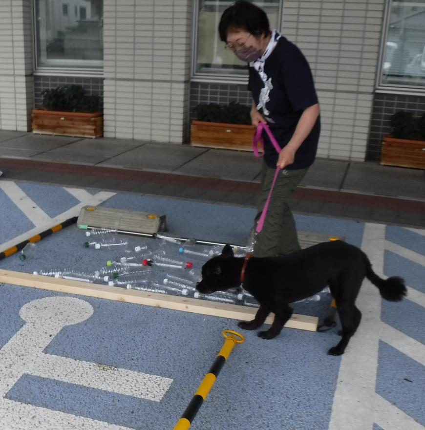 木の板やポール、たくさんのペットボトルが置かれた地面を、女性にリードを引かれた黒い犬が注意深く歩こうとしている写真