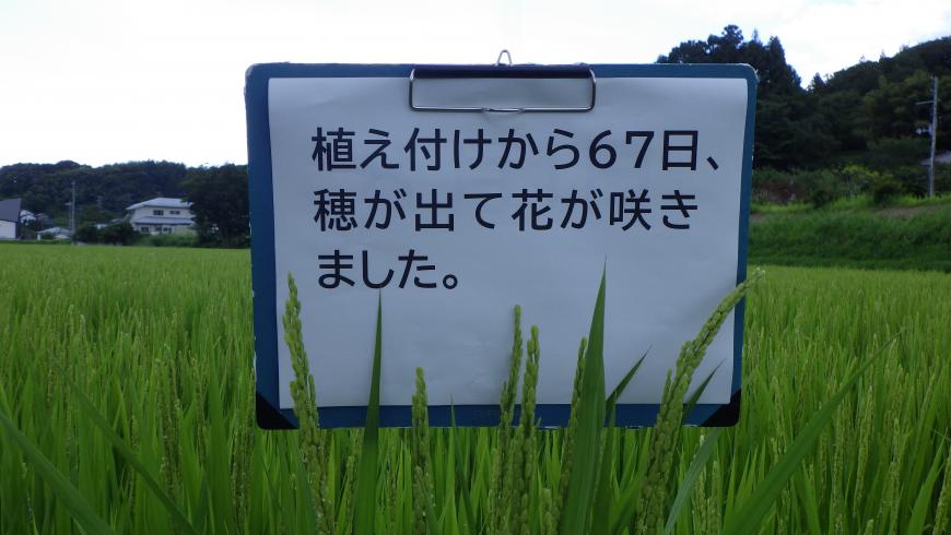 「植え付けから67日、 穂が出て花が咲きました。」と書かれた看板の写真