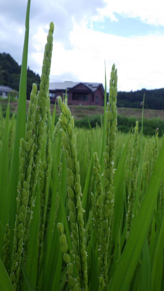 緑がほんのり薄くなった稲の写真