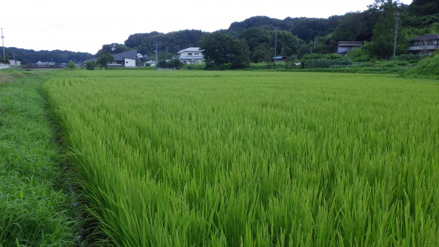 緑色の稲が広がる田んぼの写真