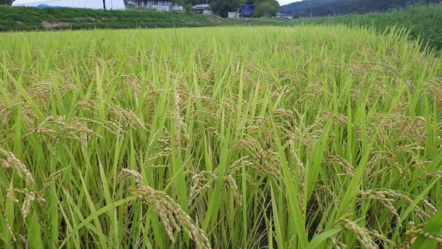 右の方向を向いている稲が広がっている写真