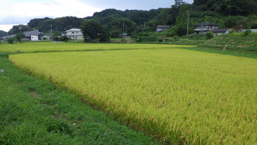 色づいた稲が田んぼに広がる写真