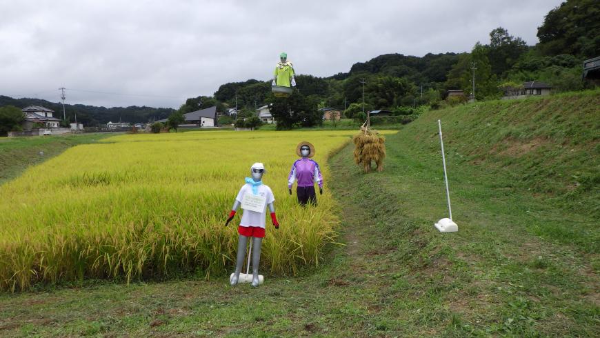 田んぼの中に男性や女性の格好をした、かかしが置かれた写真