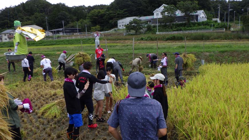田んぼに入り参加者が稲刈りの作業をしている写真