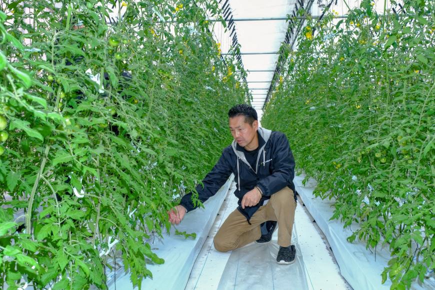 ビニールハウスの天井まで伸びたトマトの生育を見ている佐藤正徳さんの写真