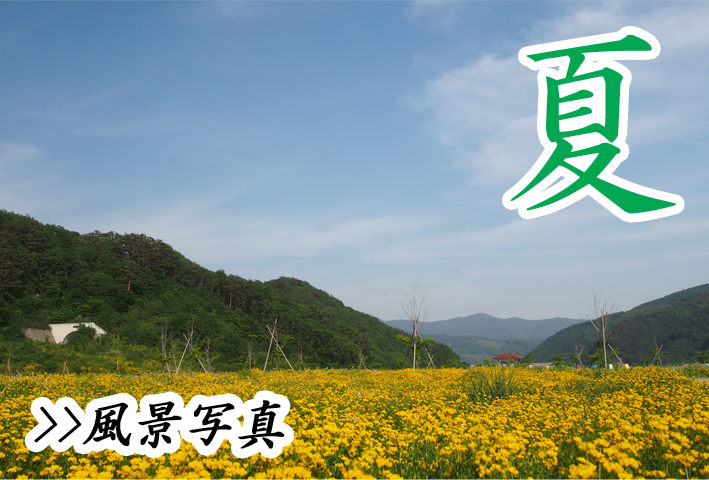 夏の文字と山の麓に広がり奥まで続くヒマワリ畑の風景写真