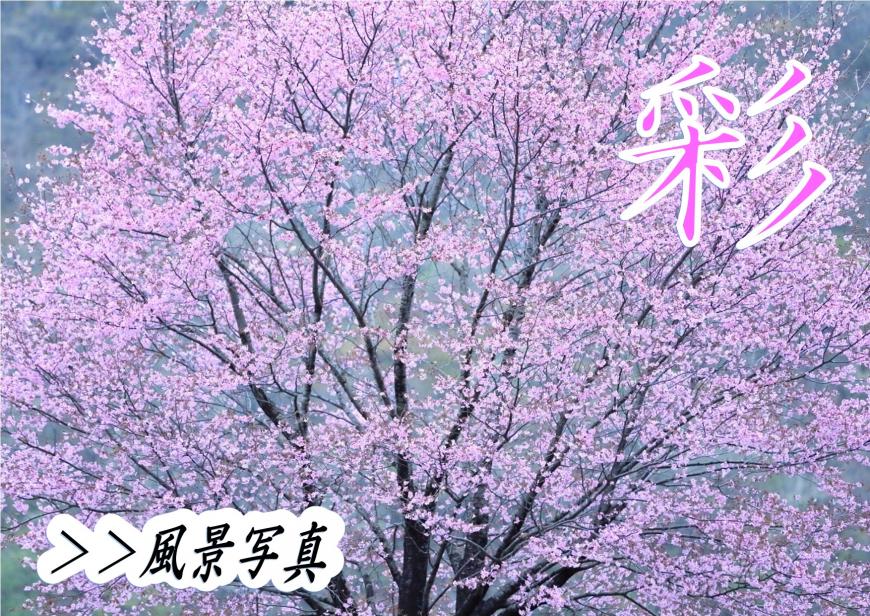 彩の文字と中央にそびえたつピンクの花がたくさん咲いている木を写した写真