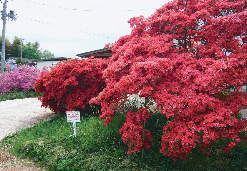 一つ一つの花が重なり辺り一帯を綺麗な赤色に染めている満開のツツジの写真