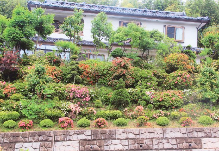 家の生垣の箇所に高さのある木や赤やピンク色などのツツジが一面に植えられている写真