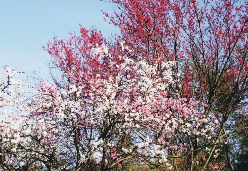 淡い色や濃い色のピンク色の花が咲き満開になっている花木の写真