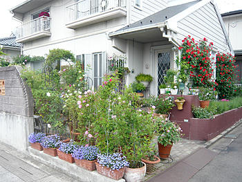 白い外壁の玄関入口付近に背丈がある植物や紫・赤色などの花がたくさん咲いている渡辺 幸子さん宅の玄関前の写真