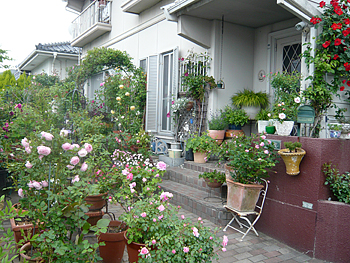 壁をつたう赤色の花を咲かせた植物やピンク色のバラなどで玄関入口を飾っている渡辺 幸子さん宅の玄関前の写真