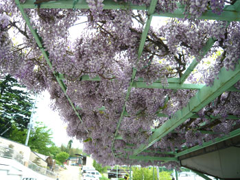 まるで紫色の絨毯のように一面に咲いている藤の花を見上げるように撮影した写真