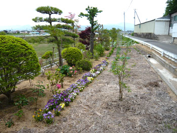 1列に並んで植えられた花や剪定された松の木などが植えられてる庭園の写真
