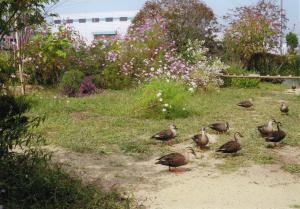 淡いピンク色などの草花が咲いているそばで鴨の群れが歩いている庭の風景写真