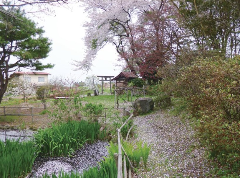水辺に植えられた真っすぐな葉を伸ばしているスイセンと小道に植えられたピンク色の花を咲かせている桜の写真