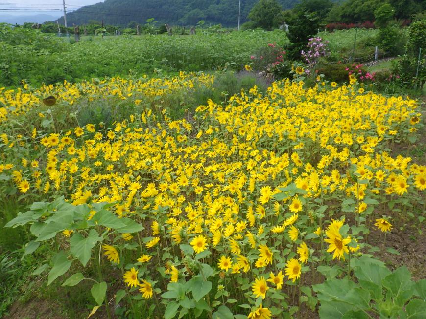 黄色い絨毯のように一面にひまわりが咲いているひまわり畑の写真