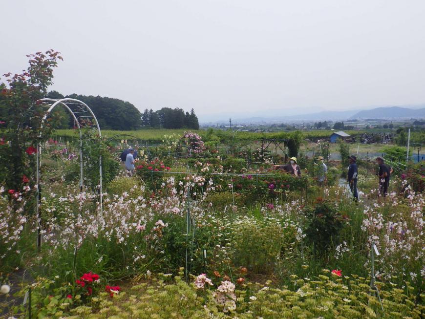 広大な土地に四季折々の多様な草花が咲きほこっている庭を見学者数名が眺めている様子の写真